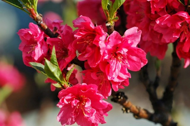 TT hoa cây cảnh: Giá một số loại hoa truyền thống có thể tăng 20% 