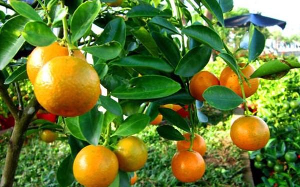 Thị trường cây cảnh nhộn nhịp đón Tết Nguyên Đán