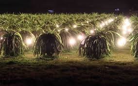 Tiết kiệm điện trong nông nghiệp: “Cắt” 500 tỷ đồng nhờ đèn compact