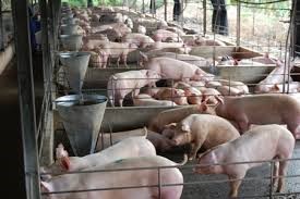  Đã 'giải cứu' được hơn một nửa số lợn cần bán 
