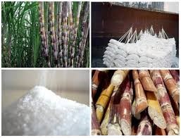 Nhiều giải pháp nâng cao hiệu quả ngành mía đường