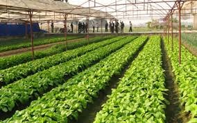 Đầu tư 3000 tỷ đồng làm nông nghiệp công nghệ cao tại Thái Bình