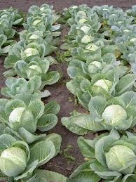 Lotte giúp nông dân Lâm Đồng tiêu thụ bắp cải