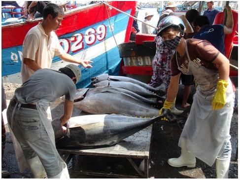 Trúng đậm cá ngừ trái vụ, ngư dân vượt gió vươn khơi