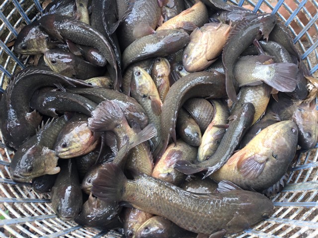 Nguồn cung khan hiếm, giá cá đồng tăng từ 20 – 40% 