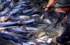 Mỹ lên kế hoạch dừng chương trình kiểm tra cá da trơn của USDA