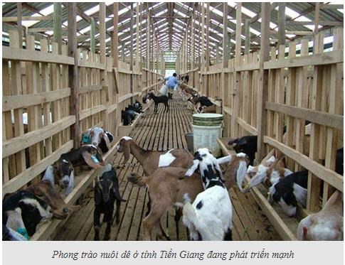 Giá dê tăng, người nuôi ồ ạt tăng đàn