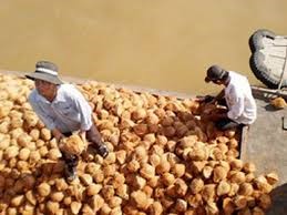 Dừa khô nguyên liệu xuống mức thấp kỷ lục khi Tết Nguyên đán đã gần kề