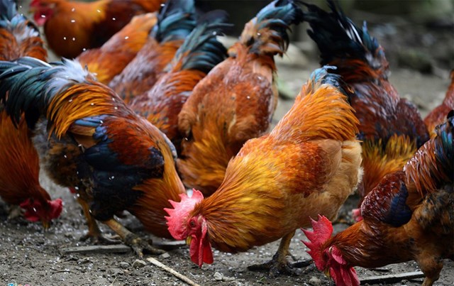 Thị trường gia cầm: Giá gà giảm, thịt gà nhập khẩu được kiểm soát chặt chẽ 