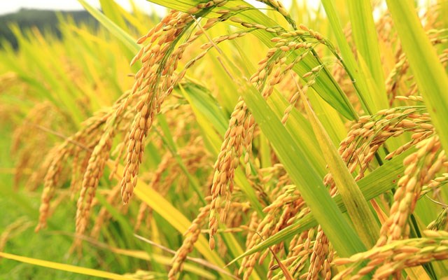 Giá lúa gạo tại ĐBSCL giảm nhẹ