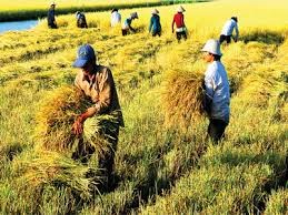 Giá lúa gạo miền Bắc tăng mạnh