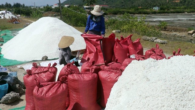Muối được mùa nhưng giá ở mức thấp 