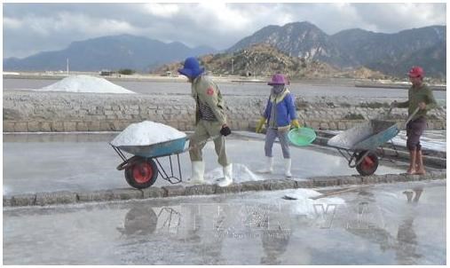 Ninh Thuận: Giá muối tăng mạnh, diêm dân không còn muối để bán