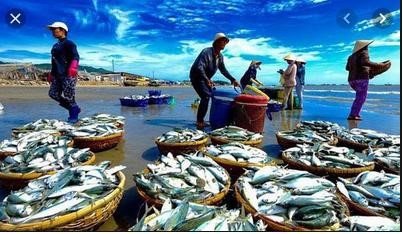 TT thủy sản nửa đầu tháng 10/2019: Giá biến động