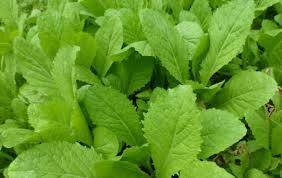 TT ngày 7/2 (mùng 3 Tết): Mặt hàng rau xanh tăng mạnh