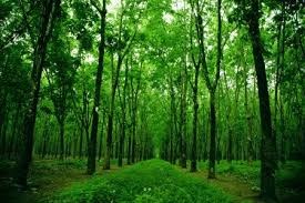 Xu hướng tất yếu phát triển rừng cao su theo hướng bền vững 