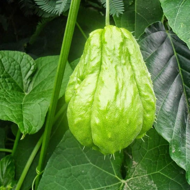 TT rau quả những ngày đầu tháng 3: Khoai lang Nhật bí đầu ra, su su giá xuống thấp