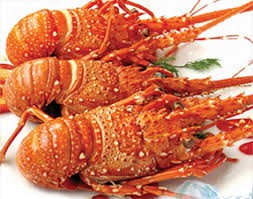 Phú Yên: Tôm hùm chết hàng loạt do nước lũ đổ về