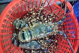 Tôm hùm thương phẩm giá giảm mạnh 