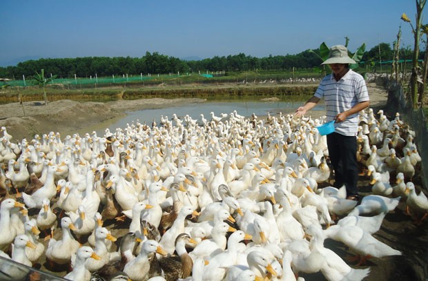 Nguồn cung khan hiếm, giá gia cầm tăng trở lại