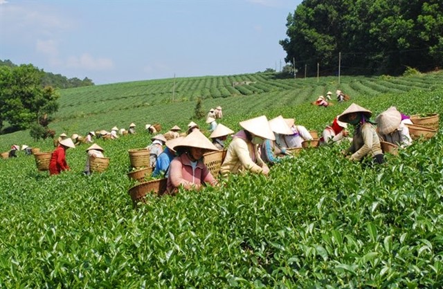 Kiến nghị không thu thuế giá trị gia tăng với các sản phẩm chè