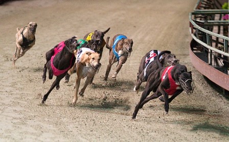 Hà Tĩnh: Dự án “Đua chó có thưởng” trễ hẹn vì chờ Nghị định