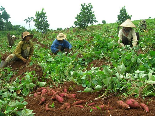 Dụ người Việt lừa nhau: Thương lái TQ lợi dụng điều gì?