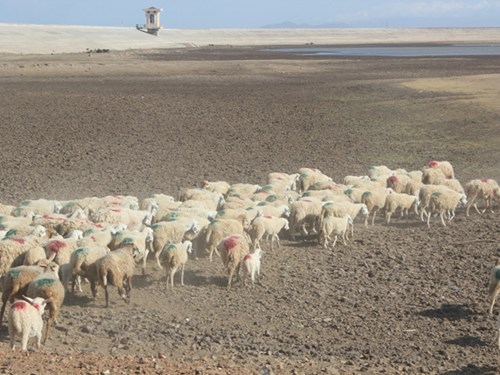 Ninh Thuận: Nơi đầu tiên ở Việt Nam ban bố tình trạng thiên tai hạn hán