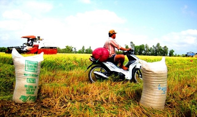 Tiếp tục đấu thầu bán gạo cho Philippines