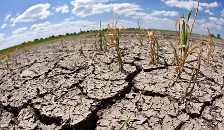 Hạn hán khiến 50.000ha đất không thể sản xuất