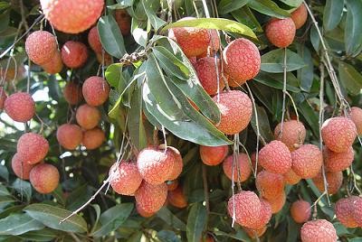Vải xuất sang Trung Quốc tăng mạnh so với năm 2014