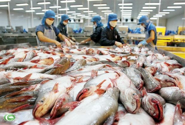 Cá tra sản xuất tăng, xuất khẩu giảm