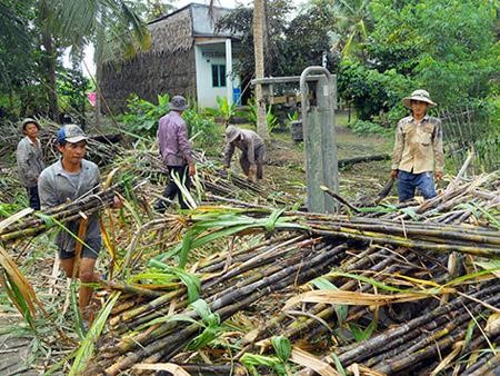 Dự thảo: Quy định giá mua mía nguyên liệu, tạo cơ chế "thuận mua vừa bán"