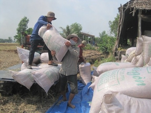 6 tháng: Gạo tiểu ngạch xuất đi Trung Quốc giảm