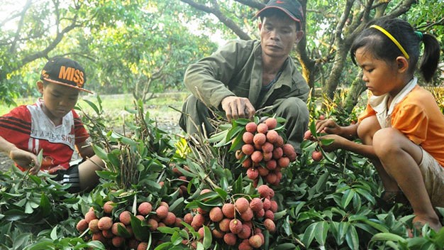Sắp có trung tâm chiếu xạ trái cây xuất khẩu tại Hà Nội