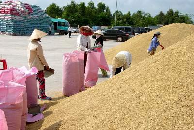 Tính từ đầu năm, giá lúa giảm gần 10%
