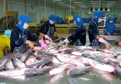 Sản lượng cá tra 6 tháng ước tính đạt 561.000 tấn, kỳ vọng thị trường Nga