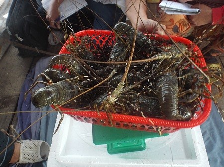 Khánh Hòa: Người nuôi tôm hùm lao đao vì trượt giá, lỗ lớn