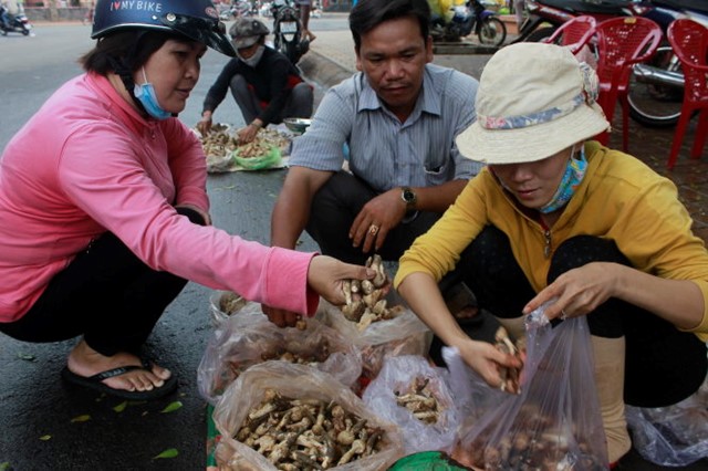 Mất mùa, nấm mối được giá