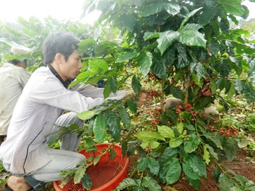 Thế mạnh thành... thế yếu: Cà phê Khe Sanh... tụt dốc
