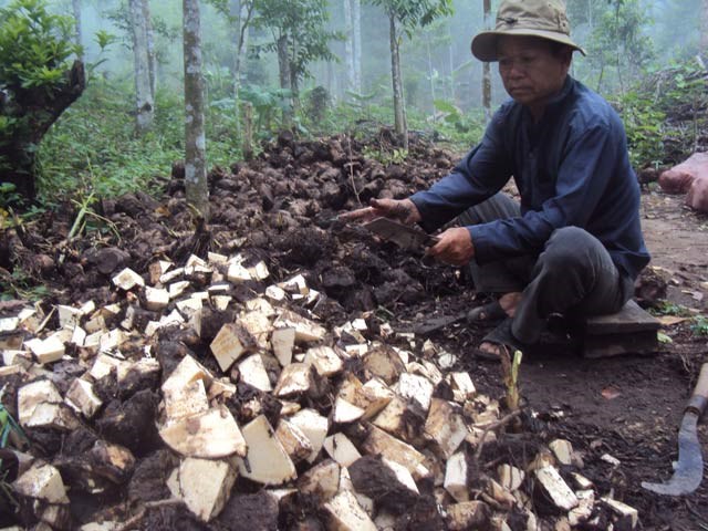  Khoai môn ế ẩm, nông dân bấm bụng băm cho cá ăn