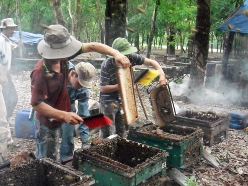 Cục chăn nuôi: Không nên xua đuổi đàn ong