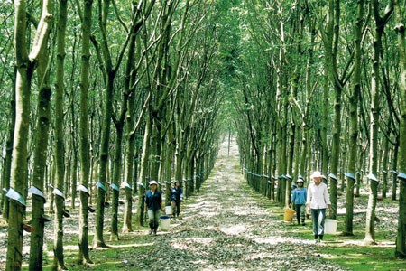 Giá cao su Việt Nam ngày 23/7/2015