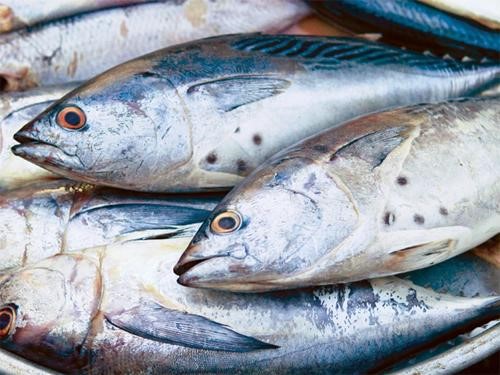 Cá ngừ: Ngư dân quay lưng với 'mỏ vàng'