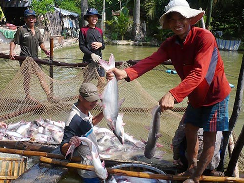 ​Diện tích nuôi cá tra của doanh nghiệp tăng