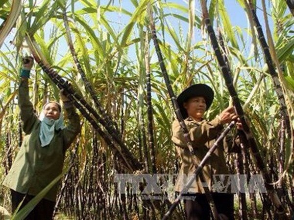 100% diện tích mía ở Hậu Giang đã được bao tiêu đầu ra