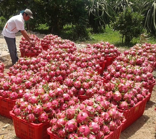  Thanh long Bình Thuận lại rớt giá thảm hại