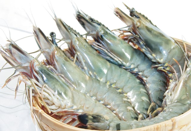  Sản lượng tôm xuất sang Mỹ có thể giảm tới 40%