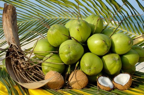Cà Mau khôi phục diện tích vườn dừa 