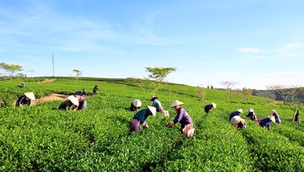 Nữ doanh nhân đột tử, nông dân lo không biết bán chè cho ai